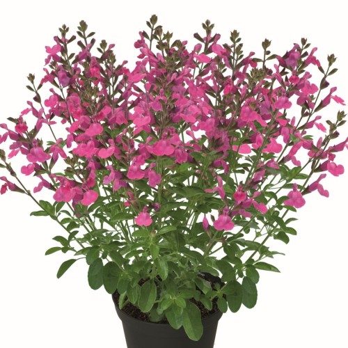 Salvia 'Visional Pink' - Salvei 'Visional Pink' 